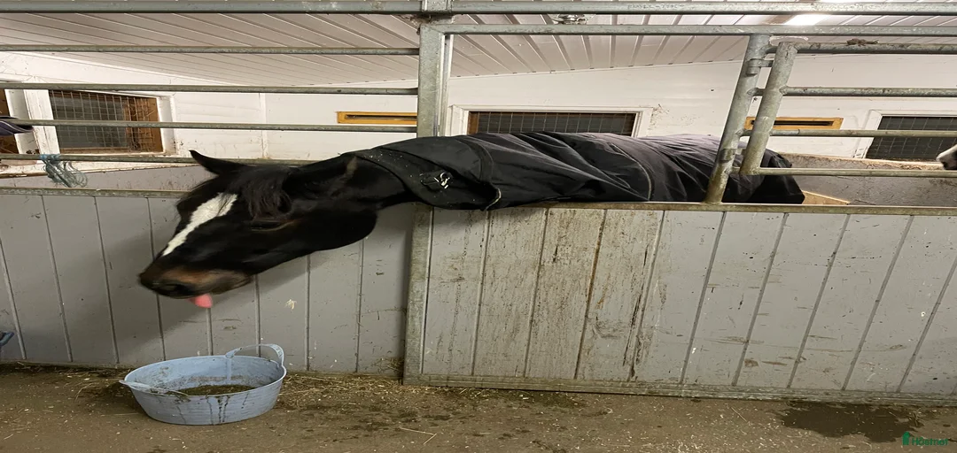 Galleribild {{count}}