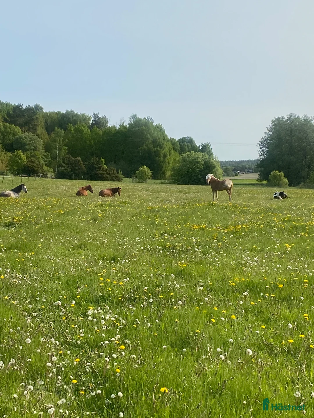  stallplats finnes: Sommarbete med fullskötsel - Annons 2