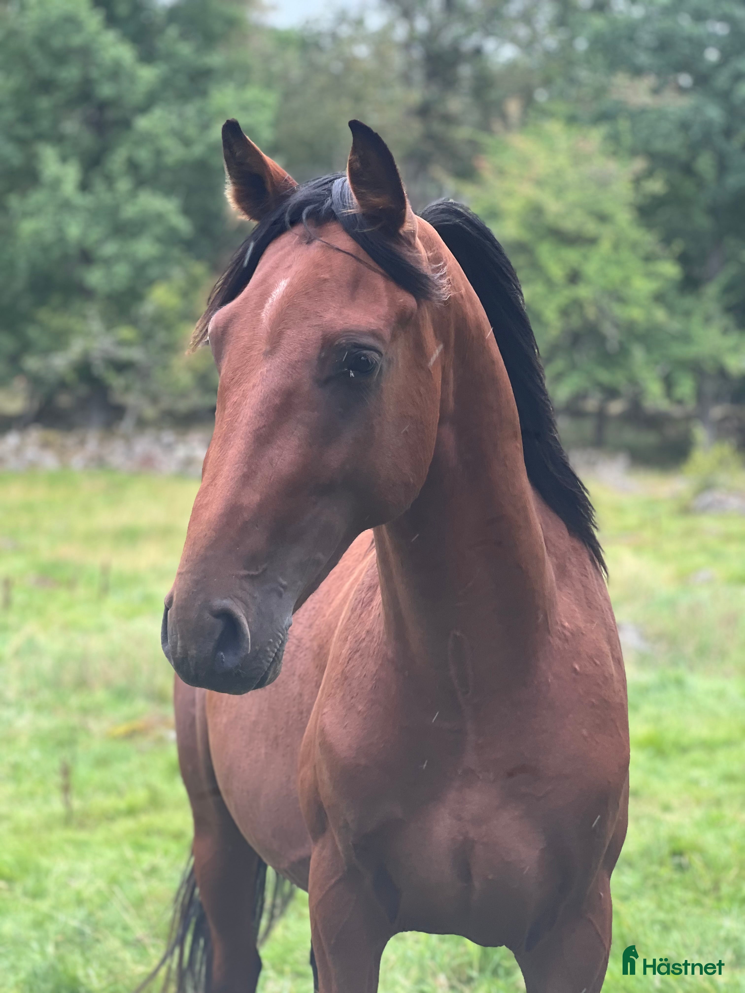 Hoppning hästar till salu: Din nästa stjärna? i Strömsnäsbruk - Annons 2