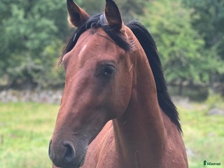 Hoppning hästar till salu: Din nästa stjärna? i Strömsnäsbruk - Annons 2