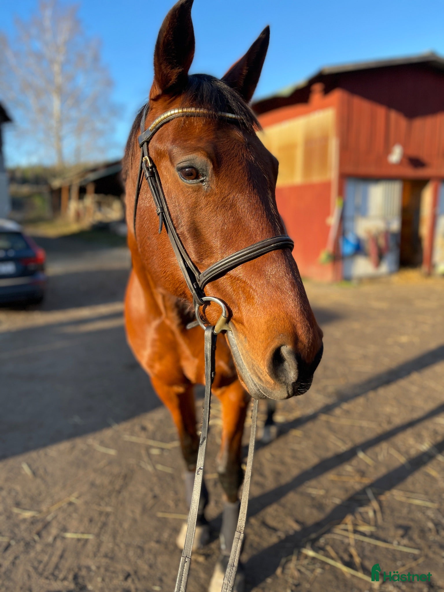  medryttarhäst finnes: Medryttare sökes till Woody - Annons 2