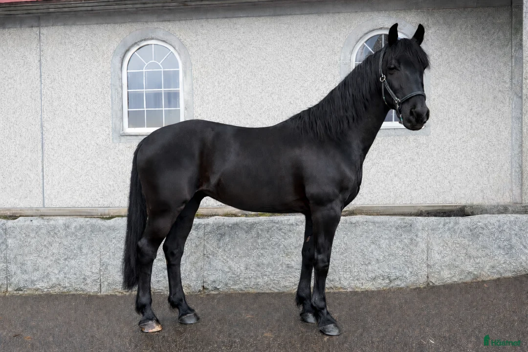 Barockt hästar till salu: Fantastisk barockpinto vallack - Annons 1