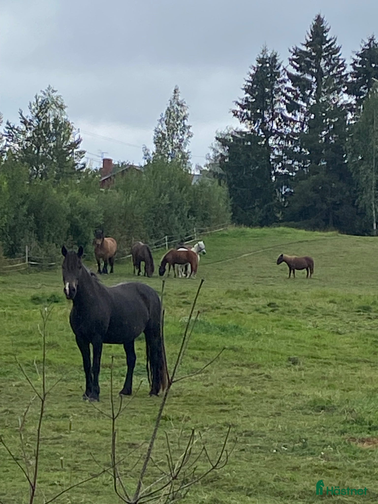  hästar Piggt kallblodssto  - Annons 4