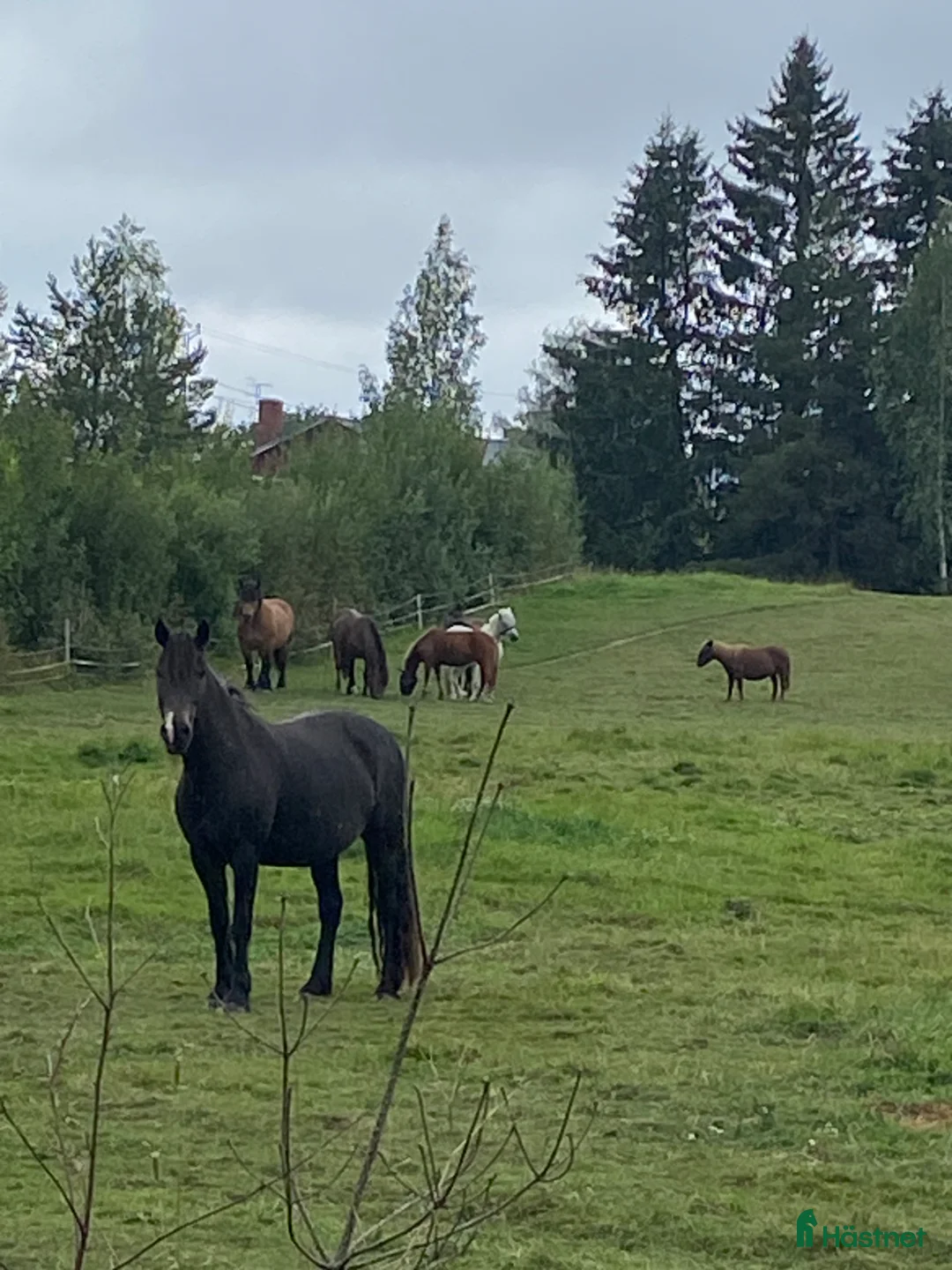 Allround hästar till salu: Piggt kallblodssto  - Annons 1