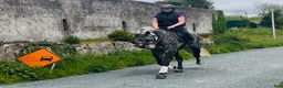 Allround hästar till salu: Stunning Irish mare  - Annons 4