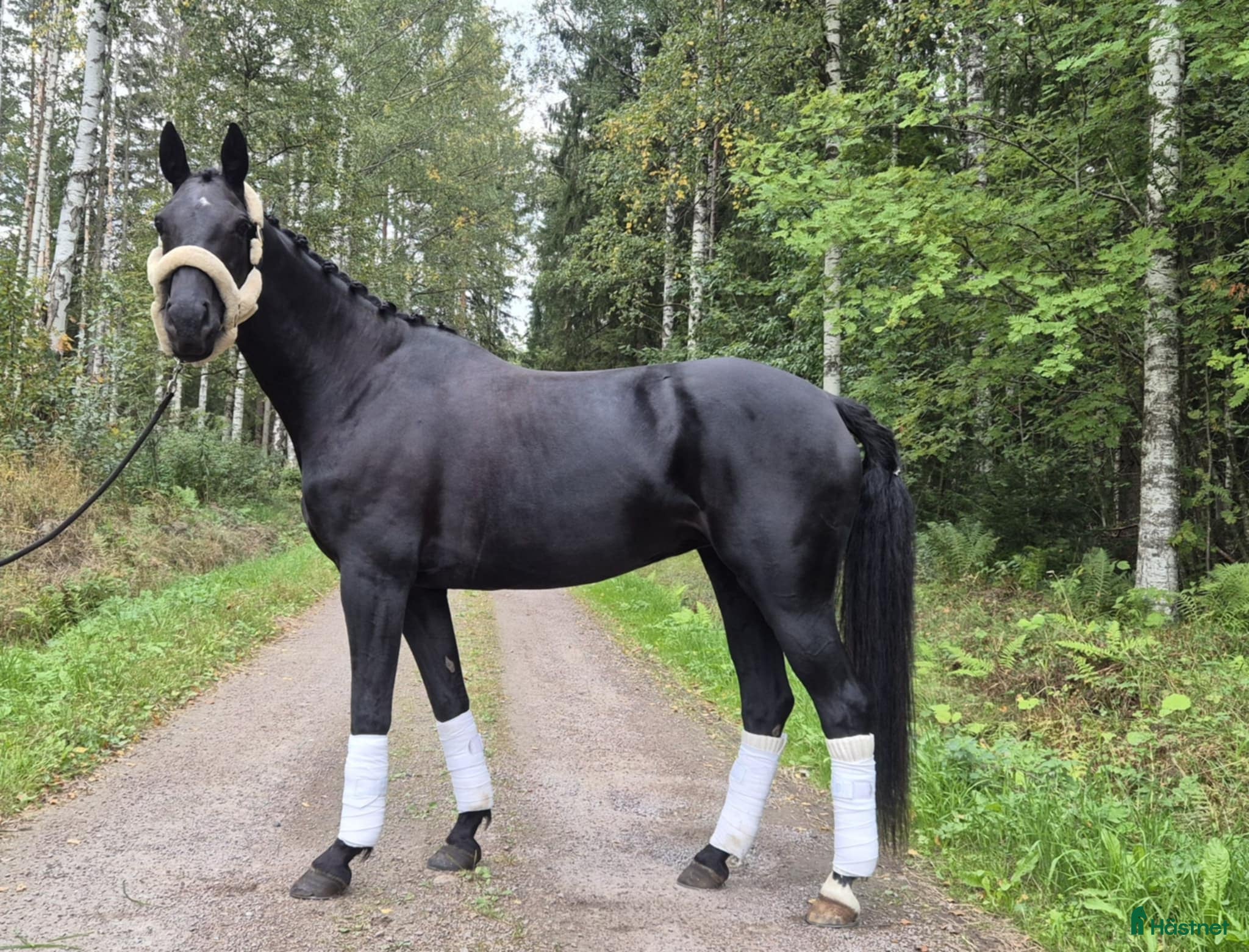  hästar Sto med utstrålning - intressekoll i Storvik - Annons 11