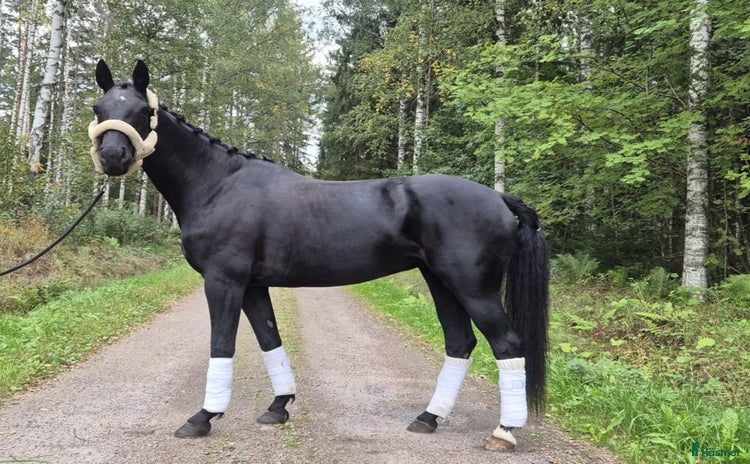 hästar i Storvik - Annons 2