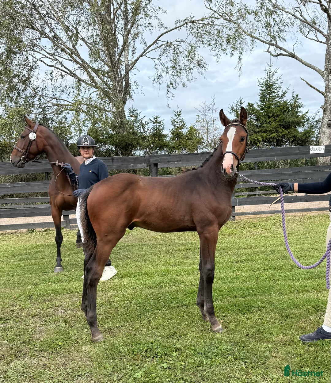 Hoppning hästar till salu: Ermitage kalone föl i Enköping - Annons 2