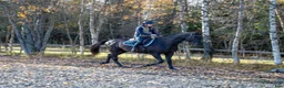 Allround hästar till salu: 5 Års Akhal-Teke Vallak Til Salgs i Raufoss - Annons 13