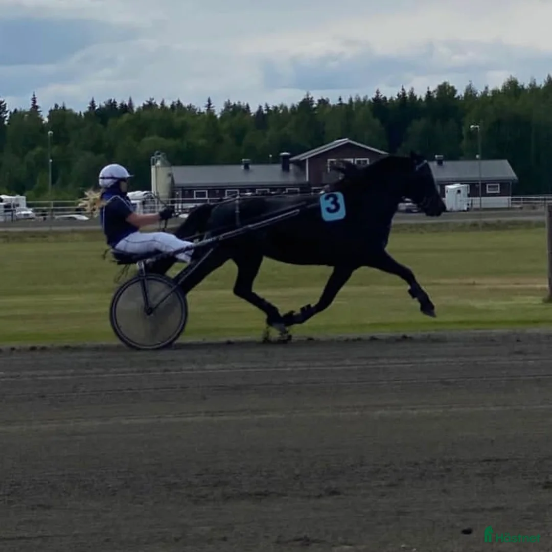 Allround hästar till salu: Sagohäst med potential i Lunde - Annons 4