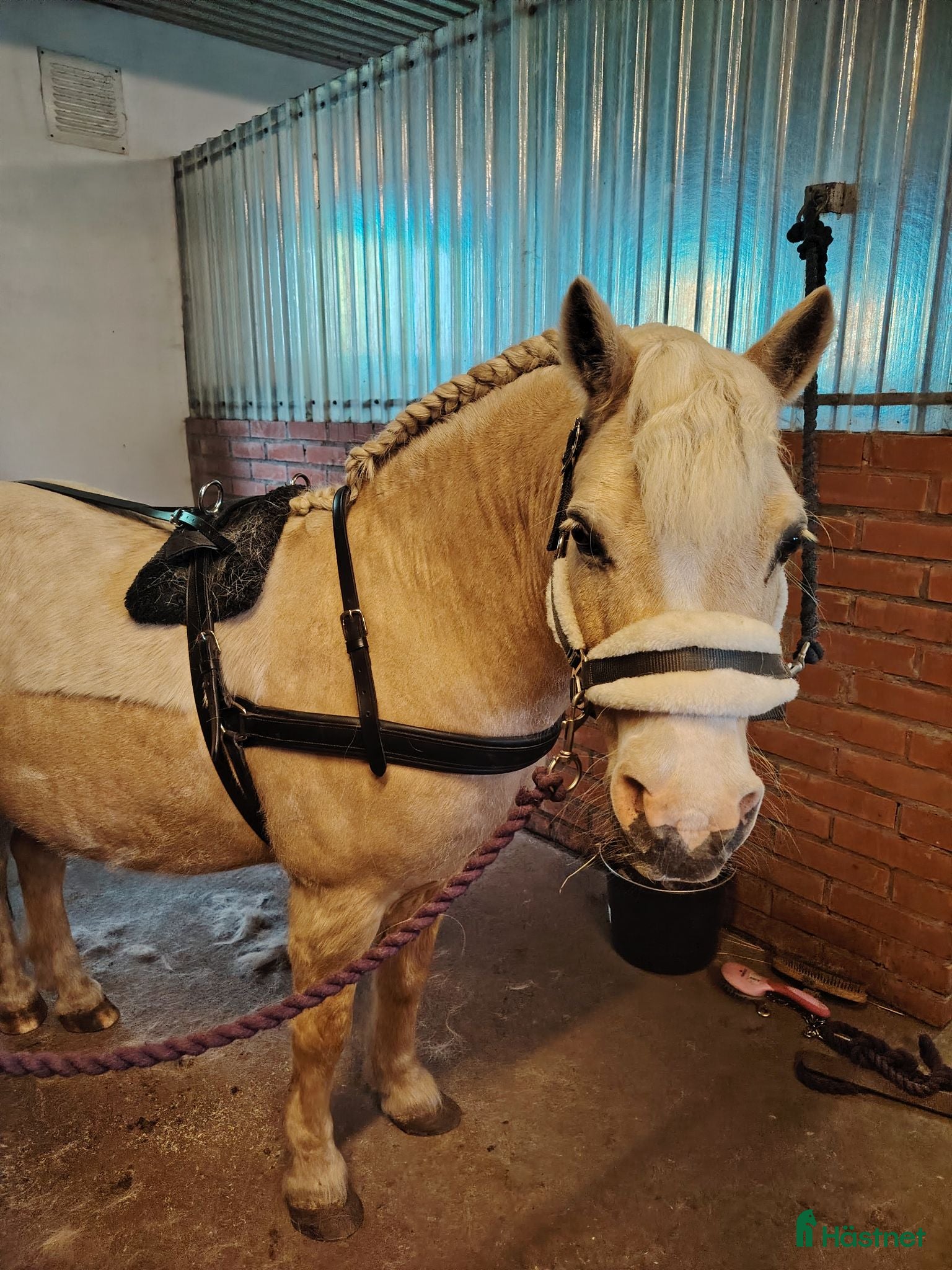 Körselar körning till salu: Börstsele storlek ponny  - Annons 5