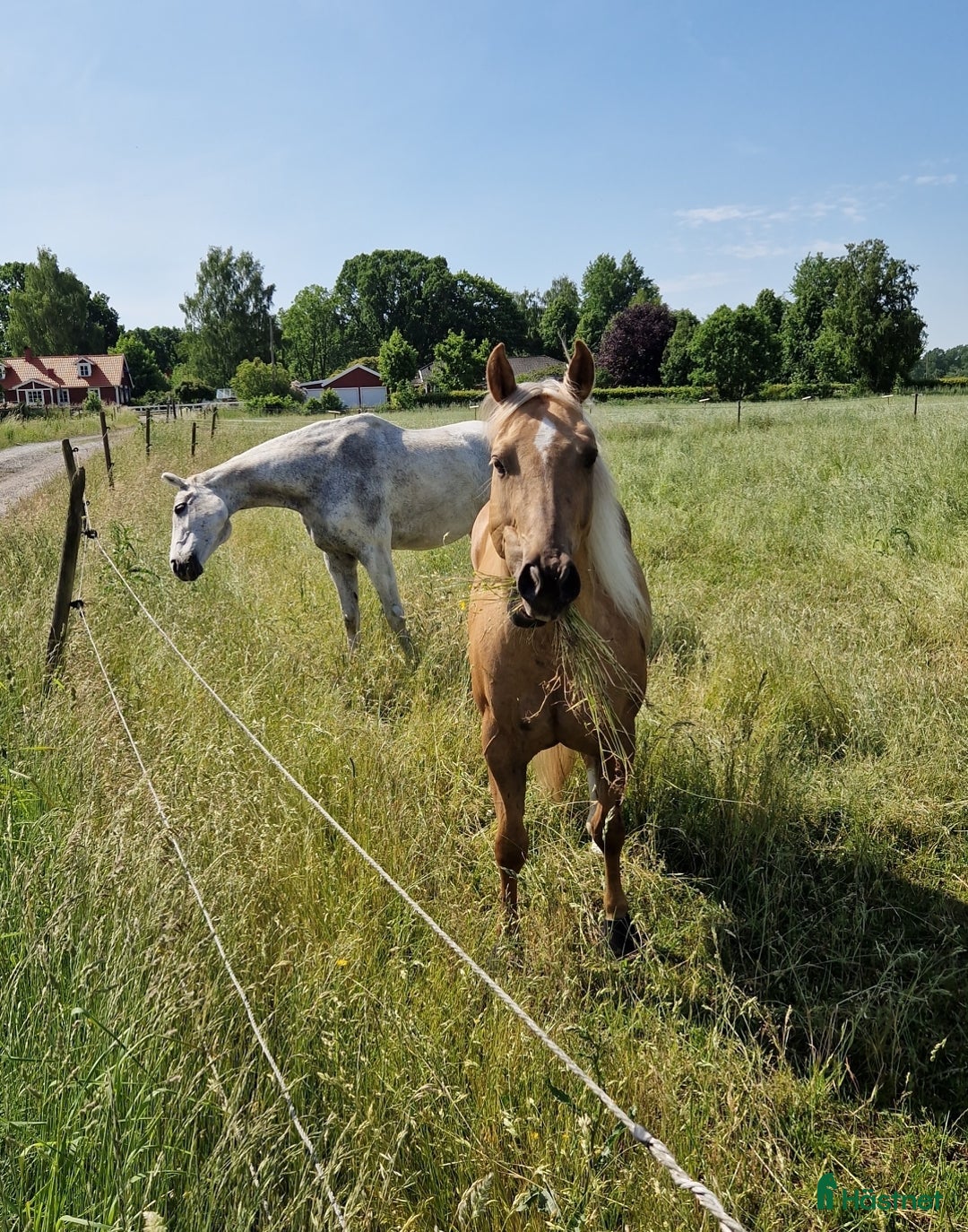 Sällskap hästar till salu: Världens snällaste GULDPONNY! i Karlshamn - Annons 4