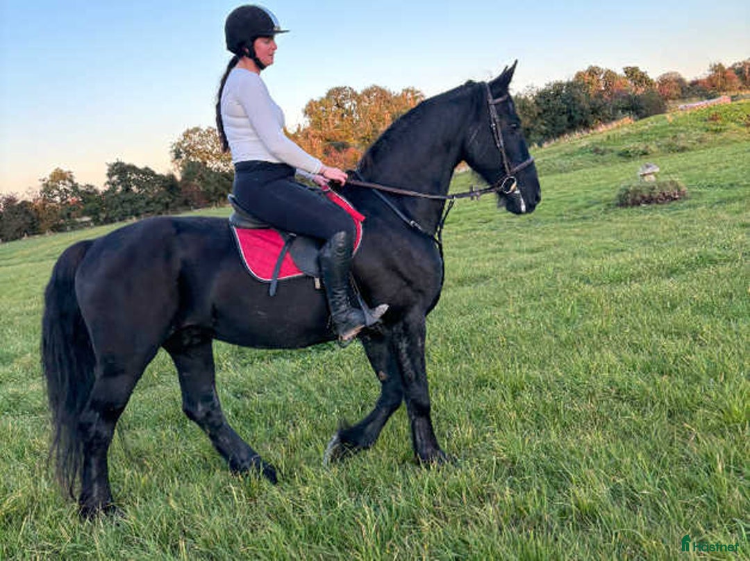 Hoppning hästar till salu: frieservalack i Fredriksberg - Annons 1