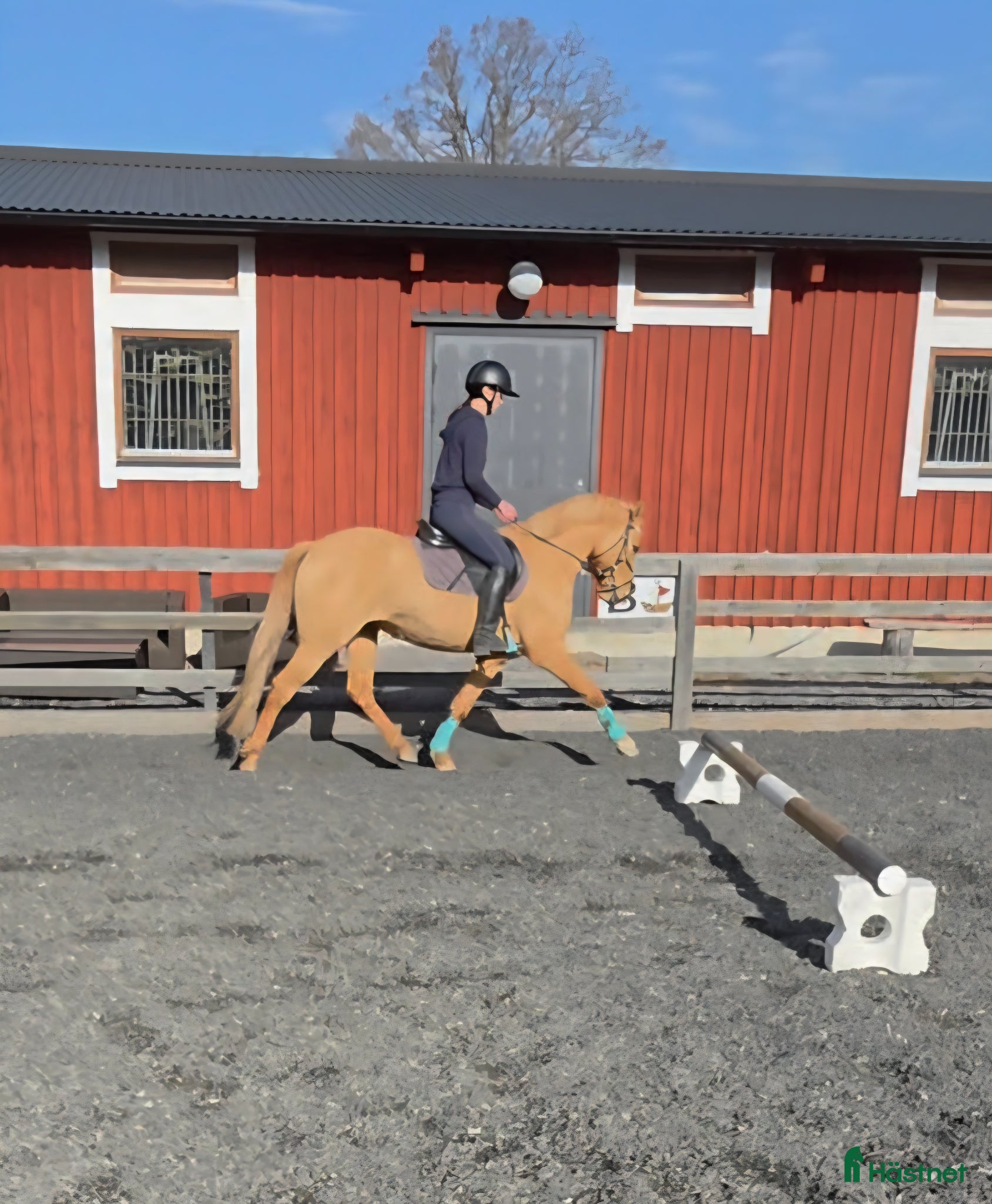  hästar Ponny till dressyr,  hopp eller fälttävlan  - Annons 2