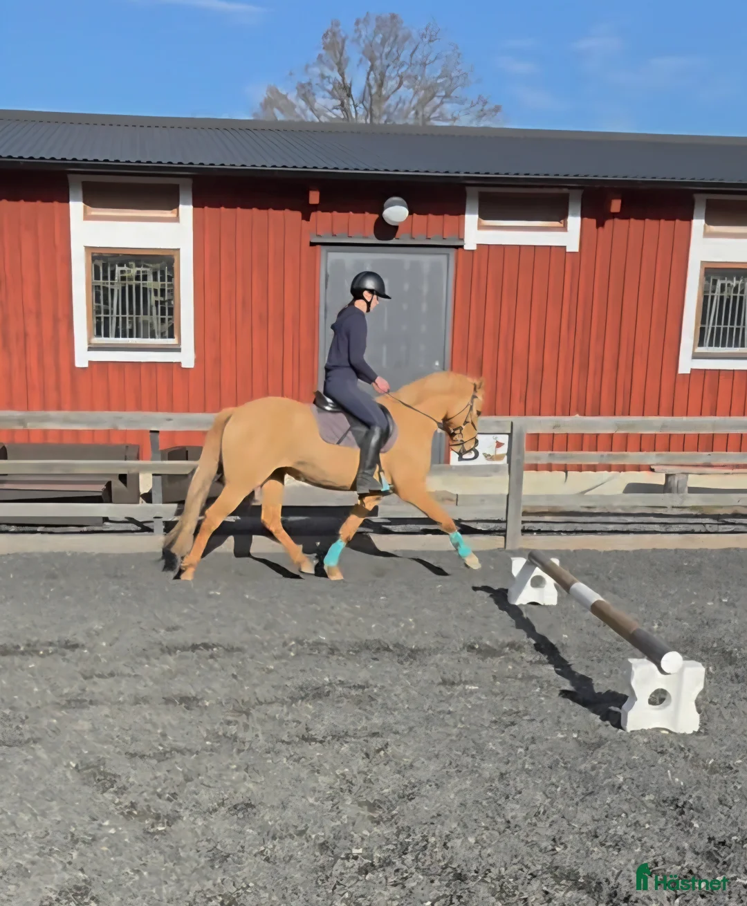 Allround hästar till salu: Ponny till dressyr,  hopp eller fälttävlan  i Gusum - Annons 2