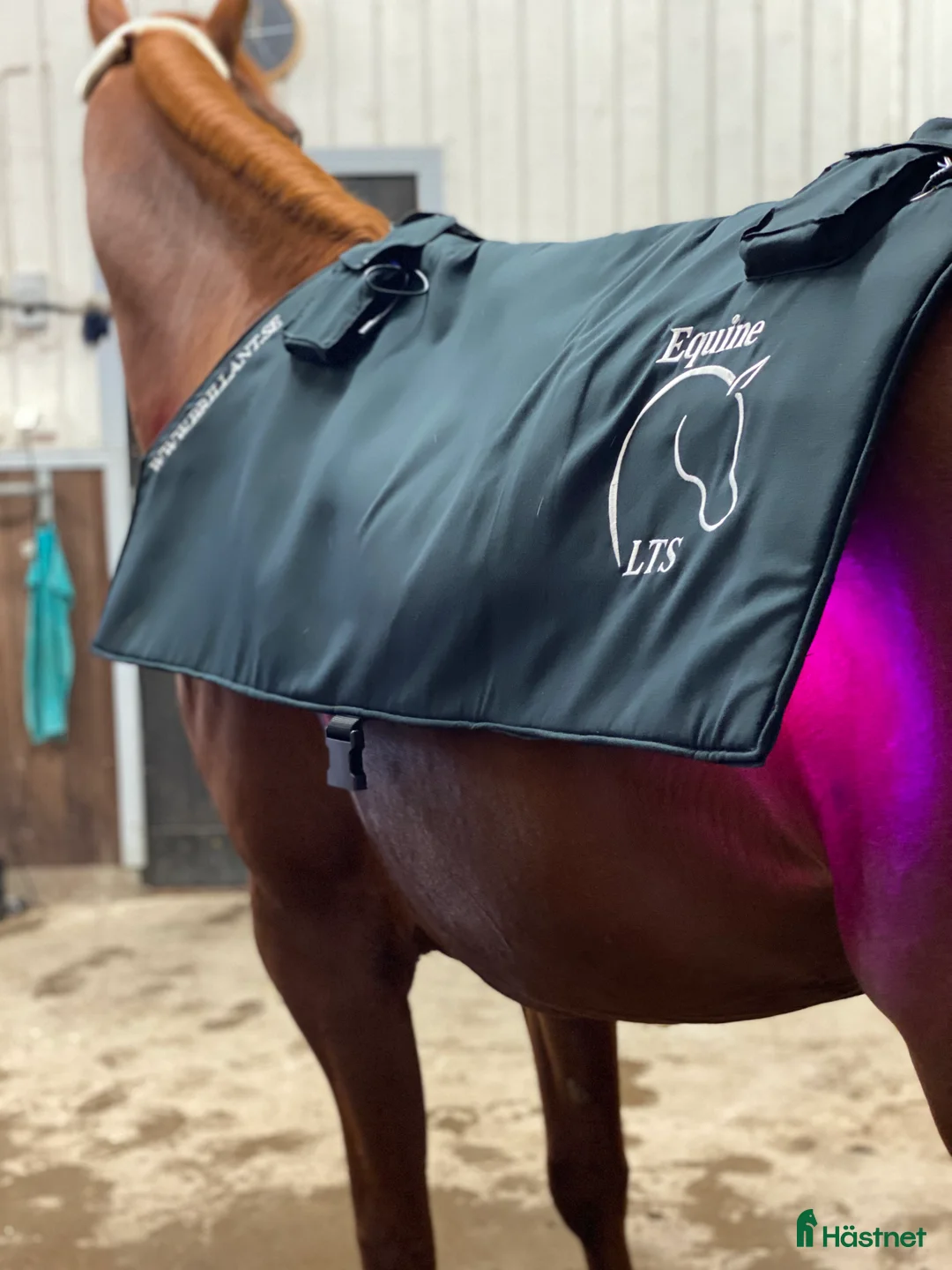 Övrig Hästutrustning hästutrustning till salu: Sparsamt använd Equine LTS Topline i Uddevalla - Annons 1