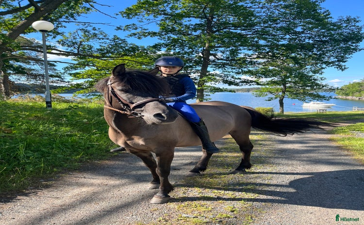  hästar i Åkersberga - Annons 13
