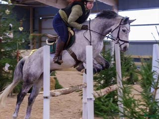 hästar En som sticker ut i Timmernabben - Annons 21