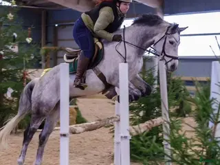 hästar En som sticker ut i Timmernabben - Annons 11