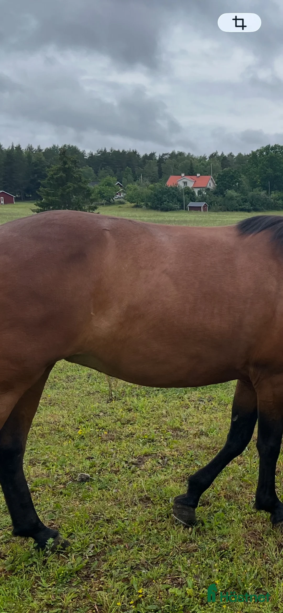 Sadlar hästutrustning till salu: Töltrider Glampi välvårdad - Annons 3