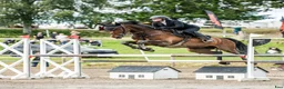 Hoppning hästar till salu: Pigg sporthäst - Annons 3