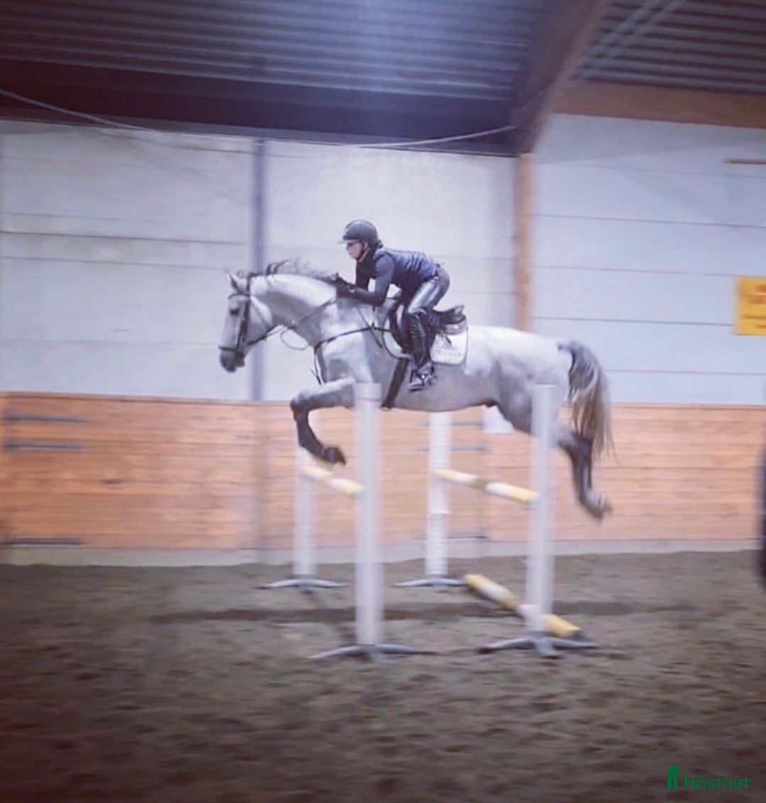  hästservice finnes: Inridning - utbildning - försäljning i Västervik - Annons 6