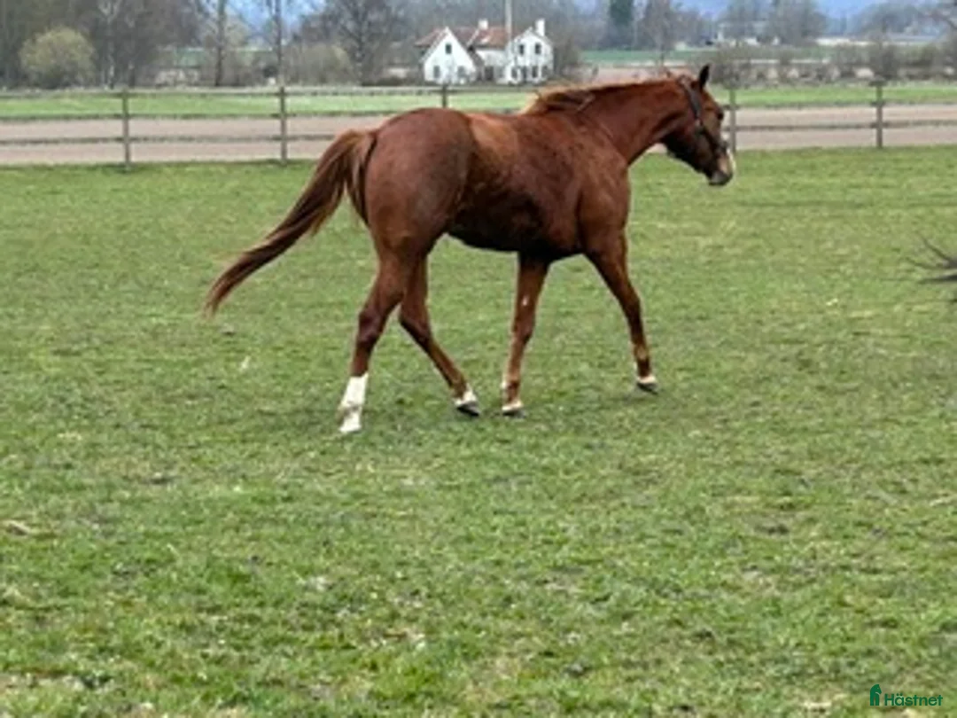 Western hästar till salu: Spirit - Annons 2