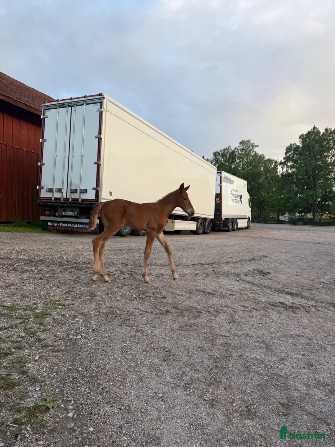 Trav hästar till salu: Stoföl efter Flocki d'Aurcy  - Annons 10