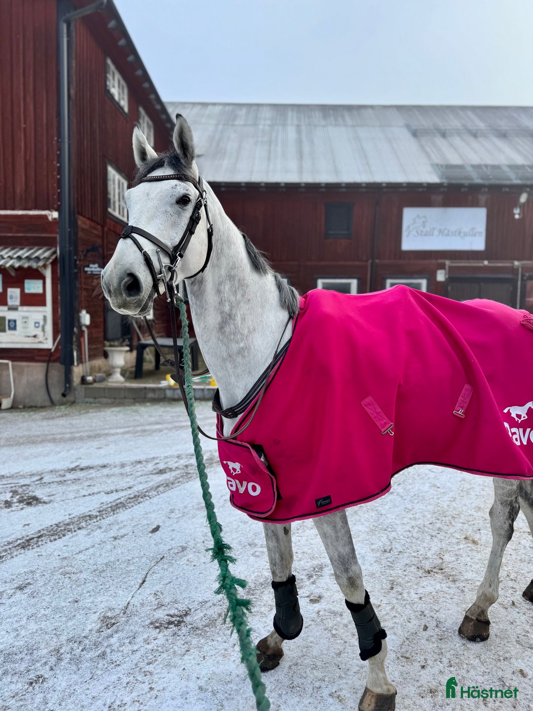 Hoppning hästar till salu: Trevlig valack  i Åtvidaberg - Annons 2