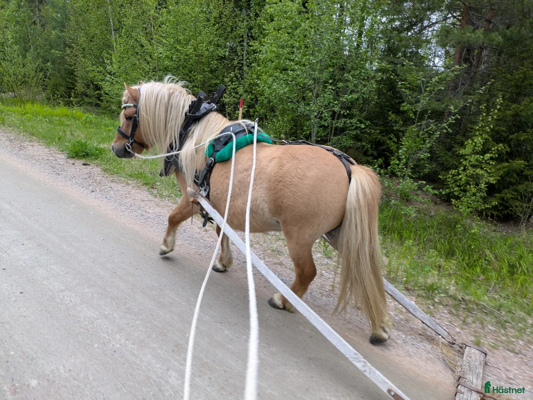 Allround hästar till salu: Trevlig Avelshingst  i Edsbyn - Annons 5