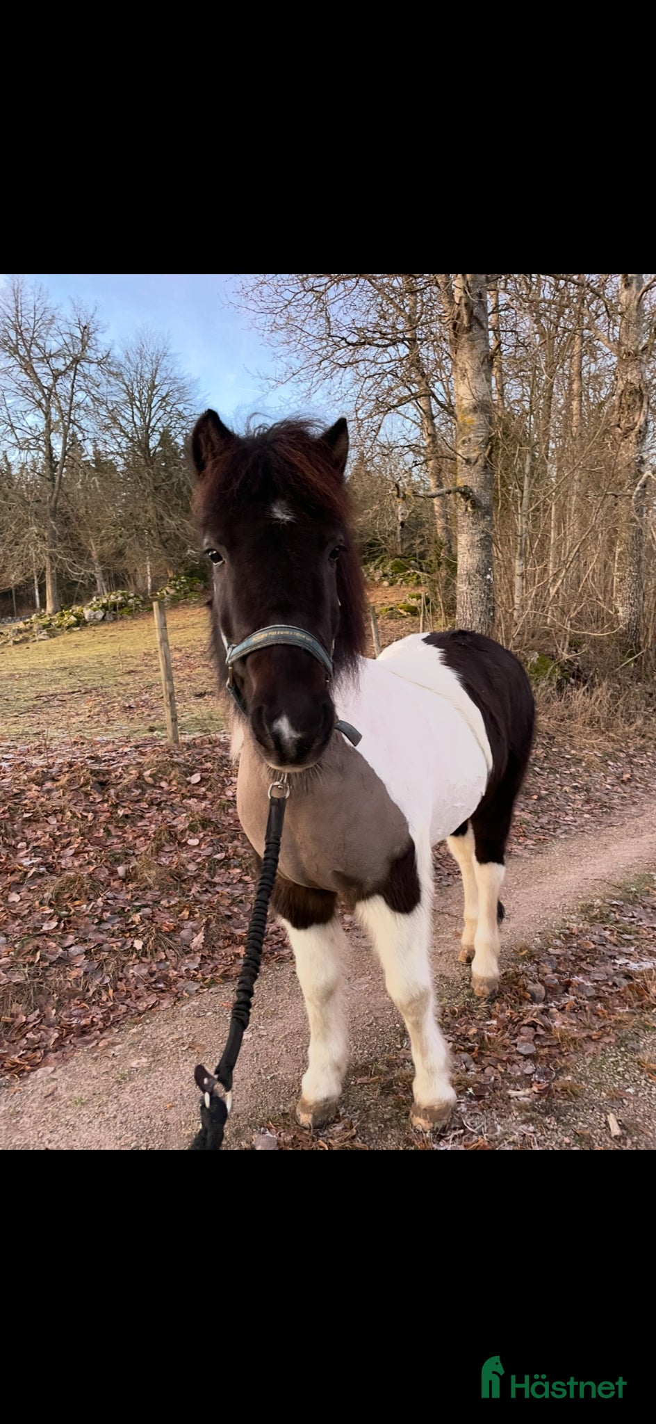  hästar Islandshäst perfekt mor&dotter häst - Annons 1