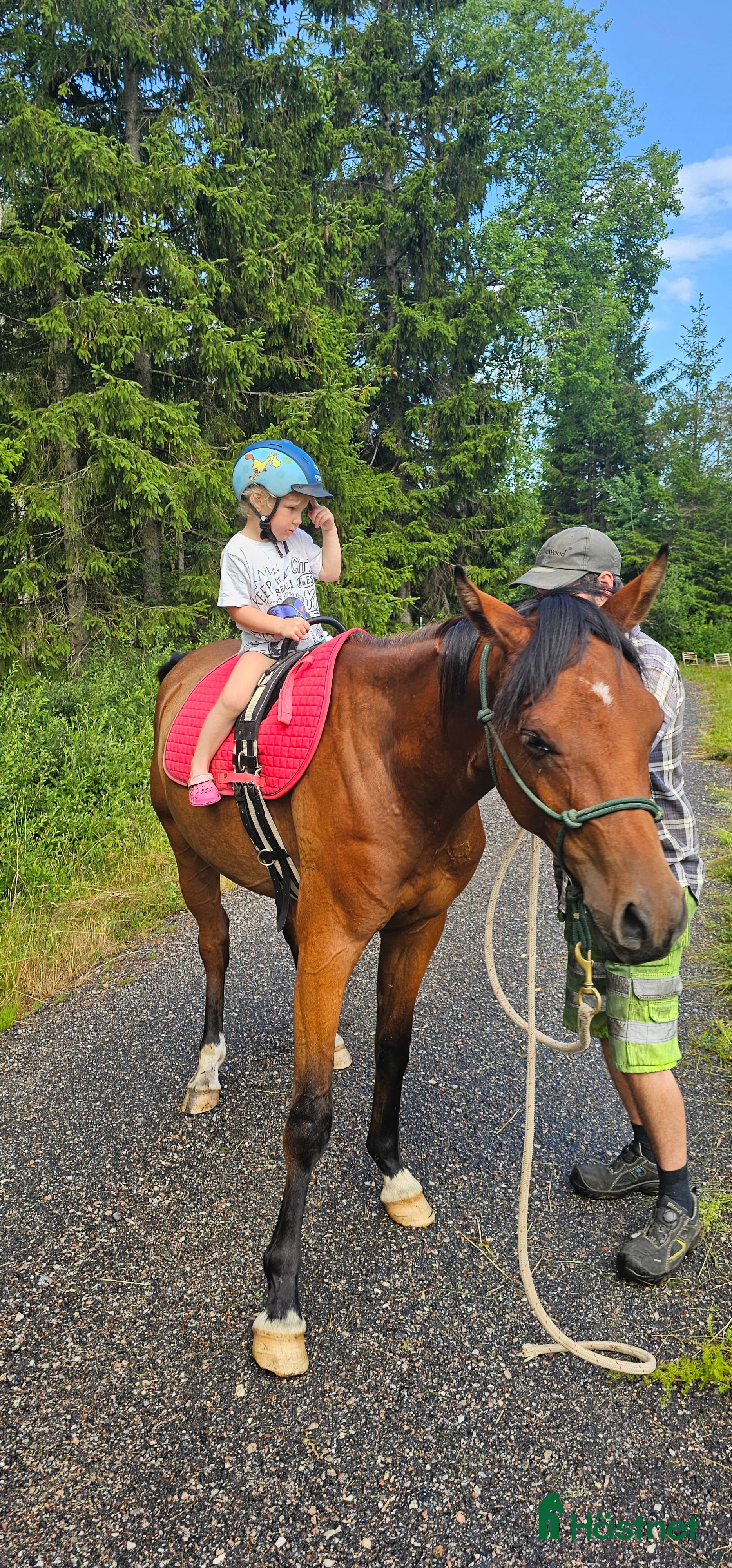  hästar Trygg och fantastisk ung valack i Dingle - Annons 11