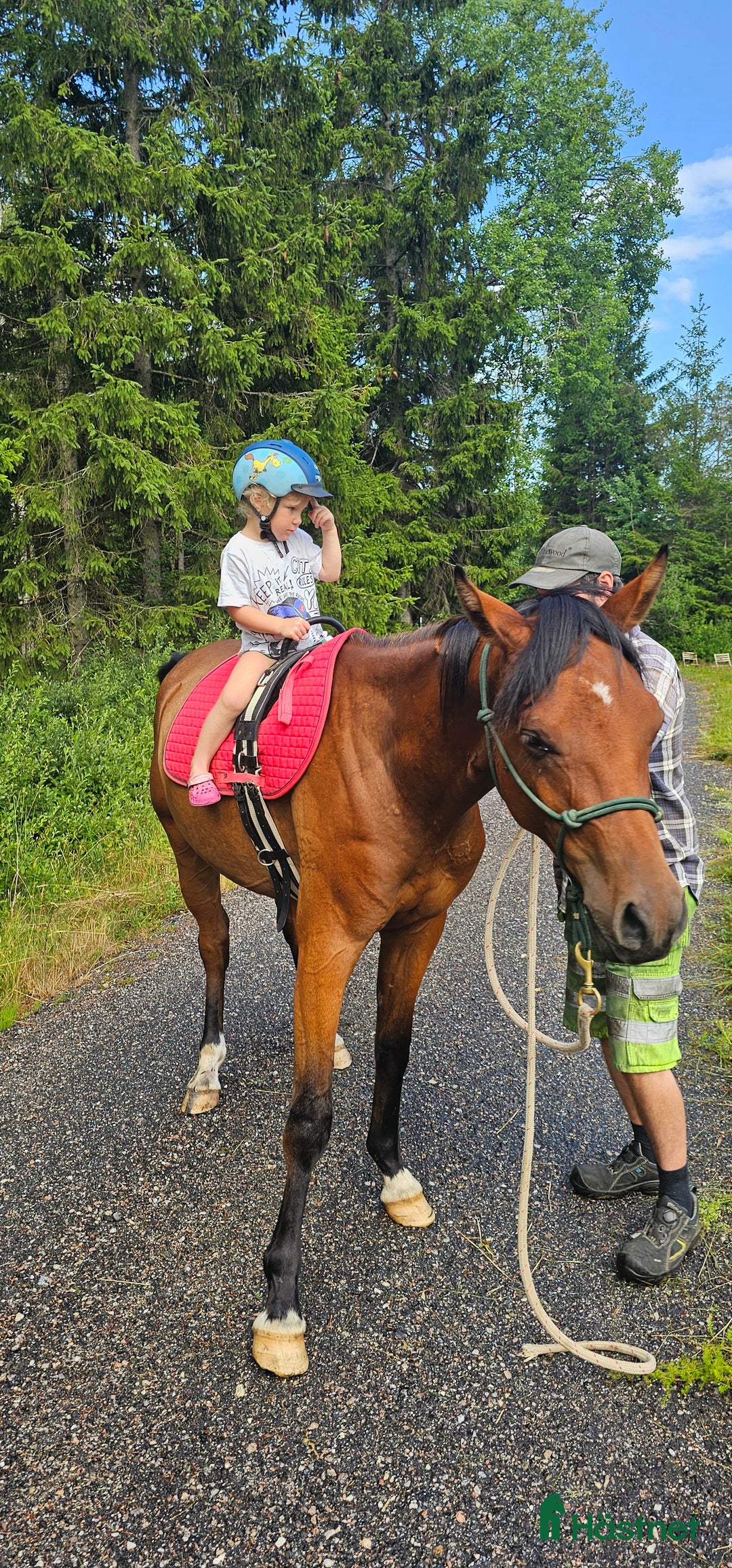 Allround hästar till salu: Trygg och fantastisk ung valack i Dingle - Annons 1