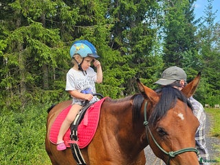 hästar Trygg och fantastisk ung valack i Dingle - Annons 5