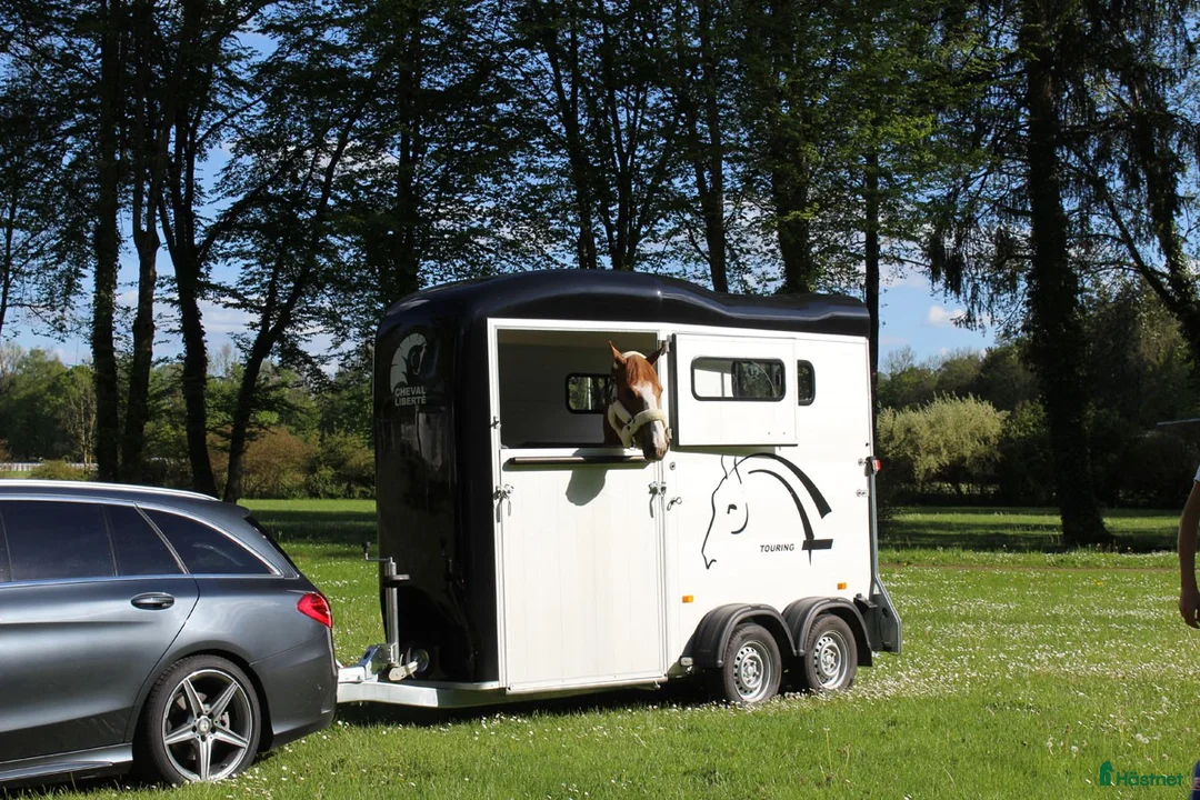 Hästtransporter  fordon & transport till salu: Transport för 1,5 häst med fronturlastning - Annons 2