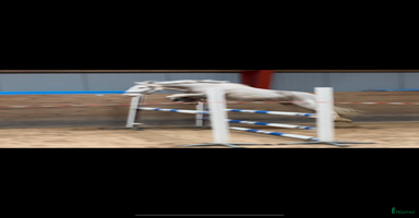  hästar Snäll B-ponny i Kolmården - Annons 7