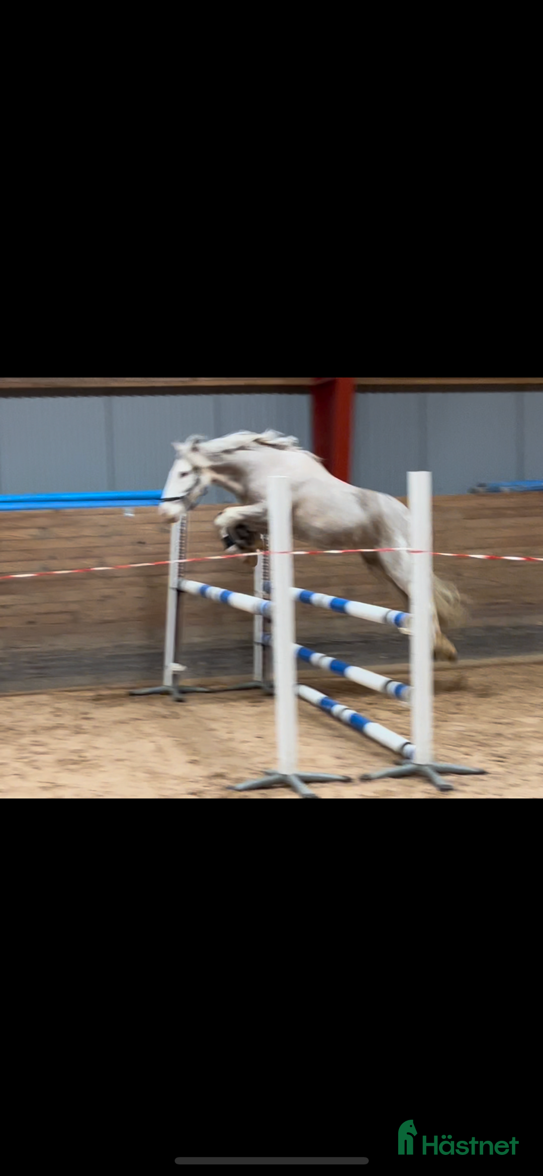 Allround hästar till salu: Snäll B-ponny i Kolmården - Annons 2