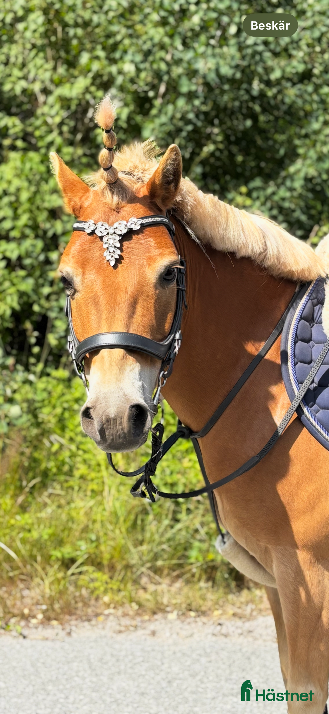 Körning hästar till salu: läromästare söker nytt kärleksfullt hem  i Näsum - Annons 2