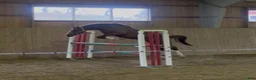 Hoppning hästar till salu: SAMARBETE 2-ÅRIG HOPPHINGST MED STORA KVALITETER! - Annons 1
