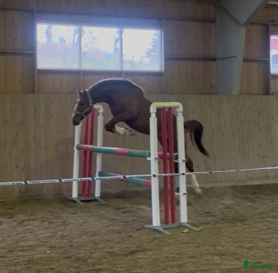 Hoppning hästar till salu: SAMARBETE 2-ÅRIG HOPPHINGST MED STORA KVALITETER! - Annons 1
