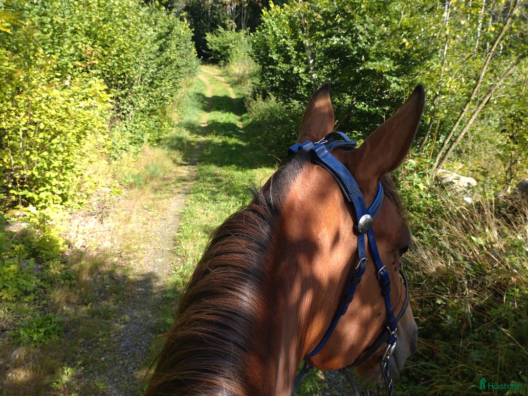 Allround hästar till salu: Världens bästa Alba  - Annons 5