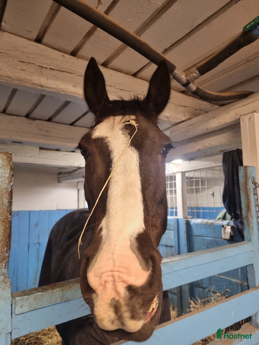  stallplats finnes: Stallplats för valack Angarns Lundby  i Vallentuna - Annons 3