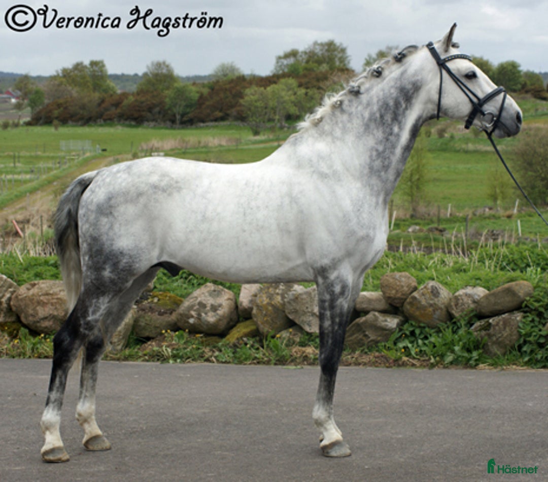 Allround hästar till salu: Socialt hingstföl med dressyr- och hoppstam i Klockrike - Annons 5