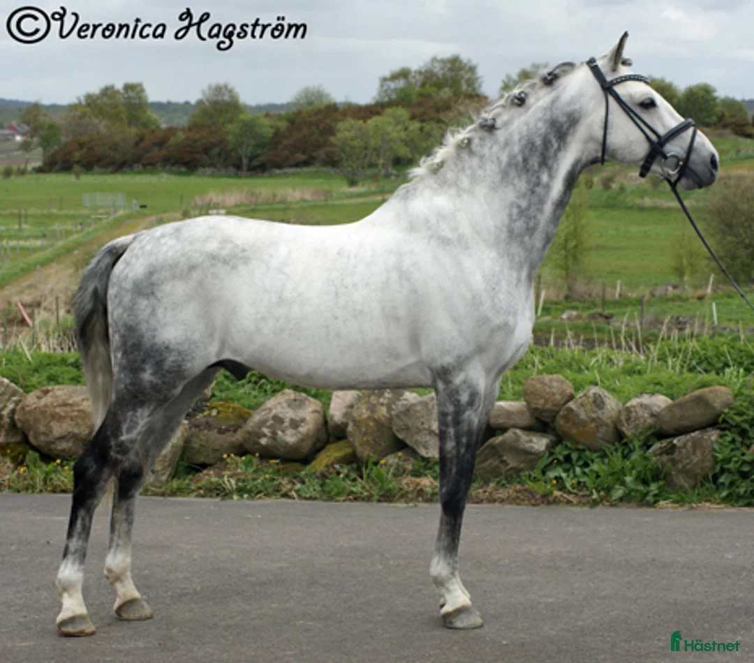 Allround hästar till salu: Socialt hingstföl med dressyr- och hoppstam - Annons 5