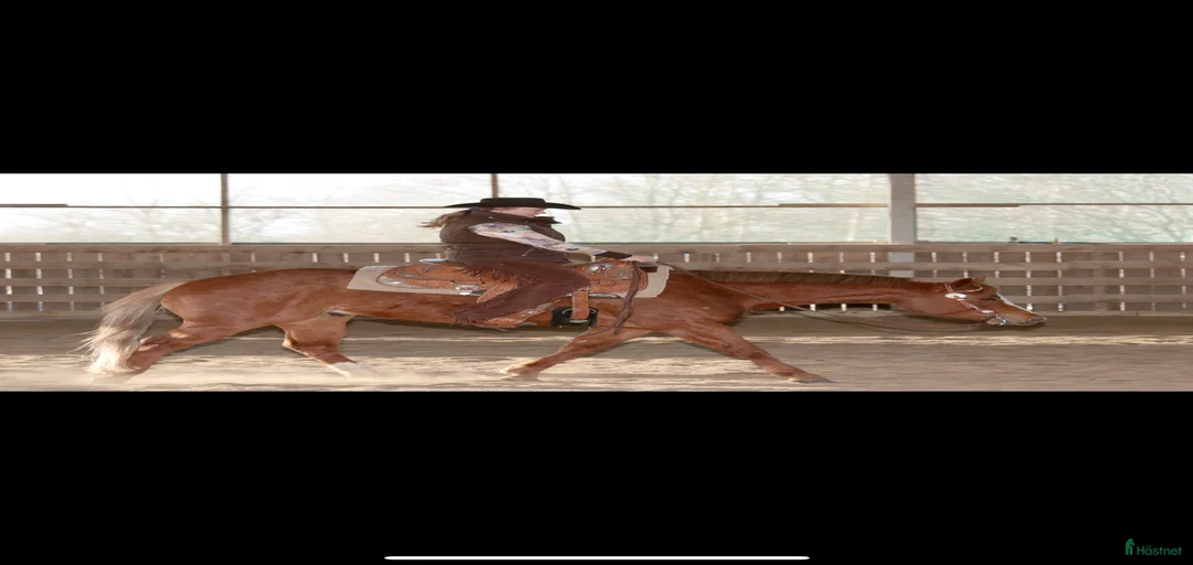 Galleribild {{count}}