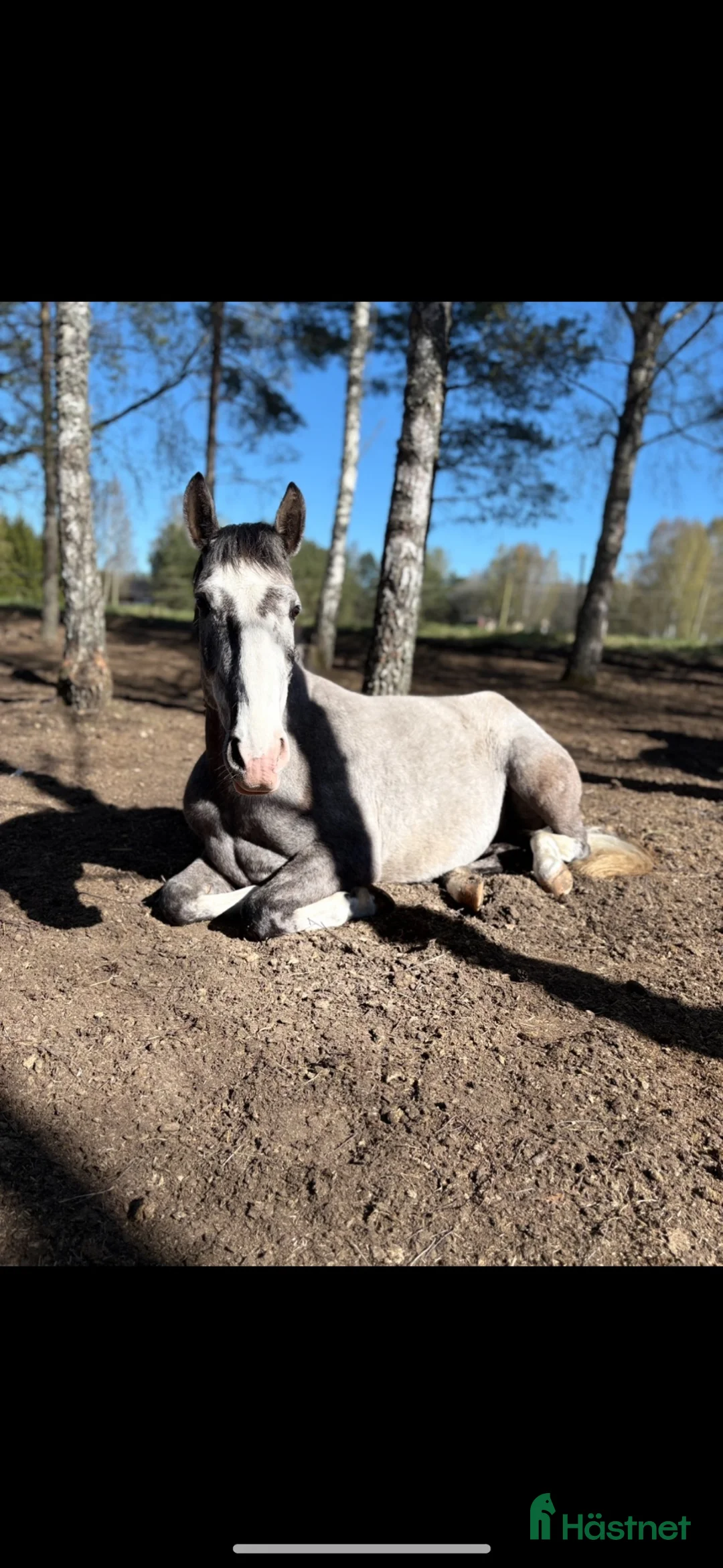Allround hästar till salu: Rocio de capri  i Mörrum - Annons 4