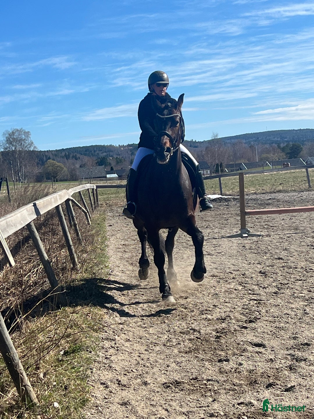 Allround hästar till salu: Ridtravare söker ett för alltid hem i Sundsvall - Annons 12