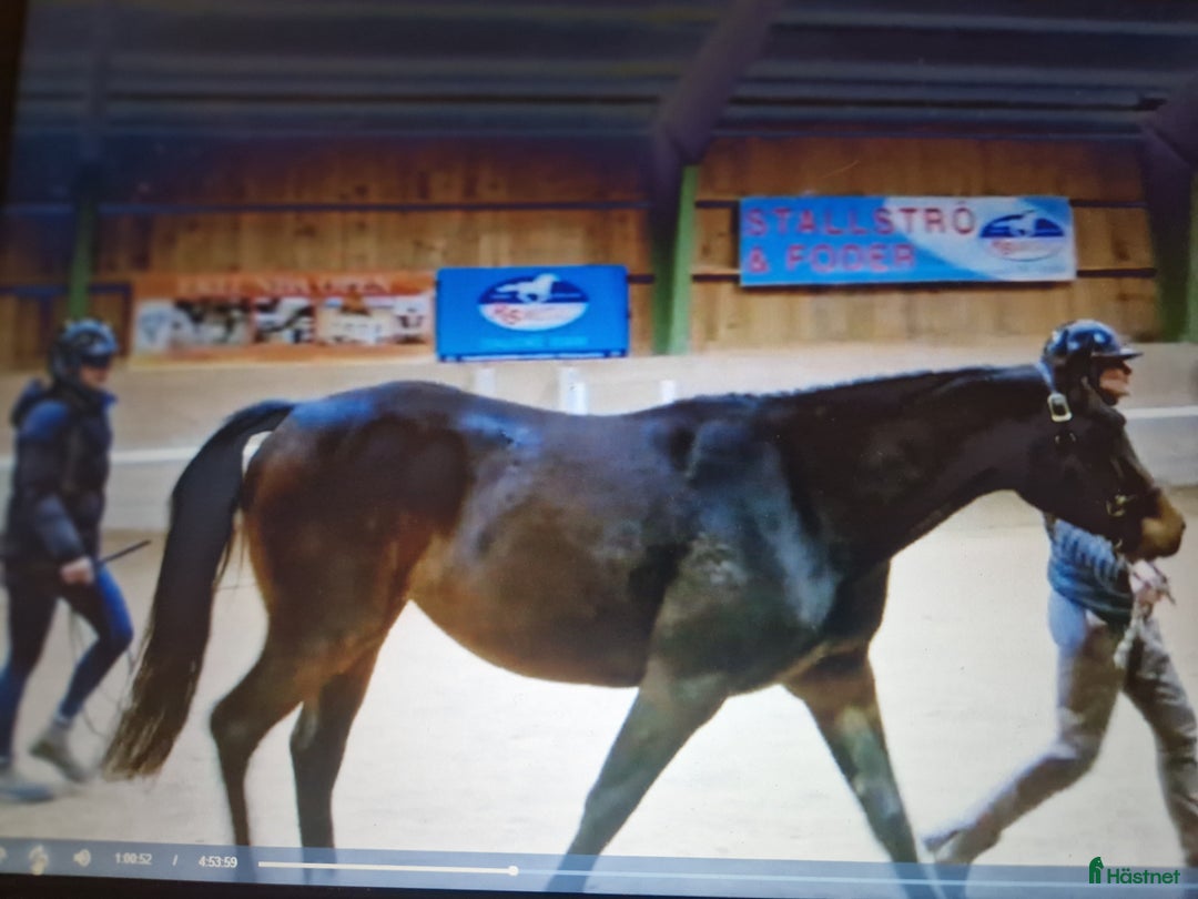 Hoppning hästar till salu: Tömkörd longerad köshoppad i Vintrosa - Annons 7