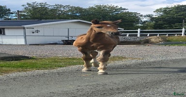  hästar i Veddige - Annons 9