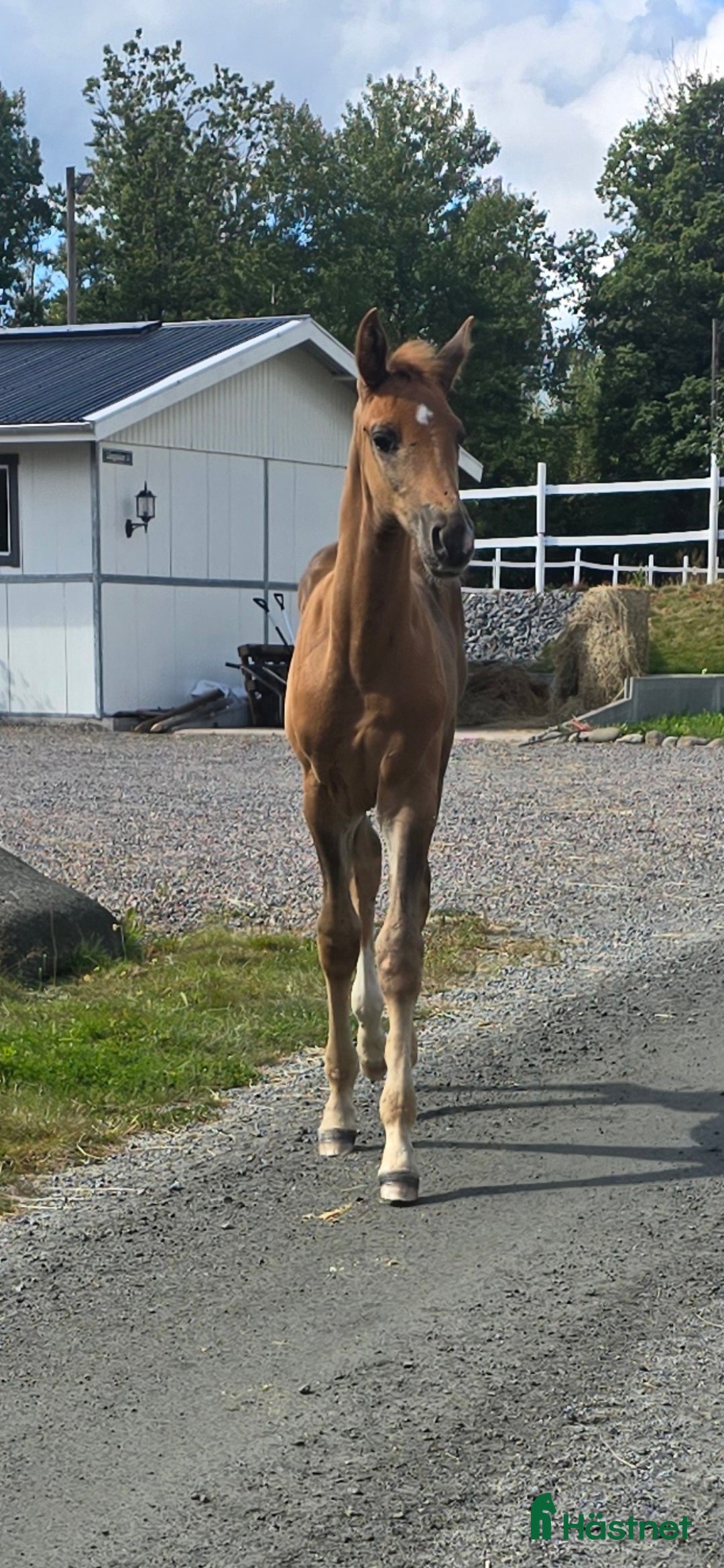Dressyr hästar till salu: Passa på!! Dressyr löfte med högt meriterad stam! i Veddige - Annons 3